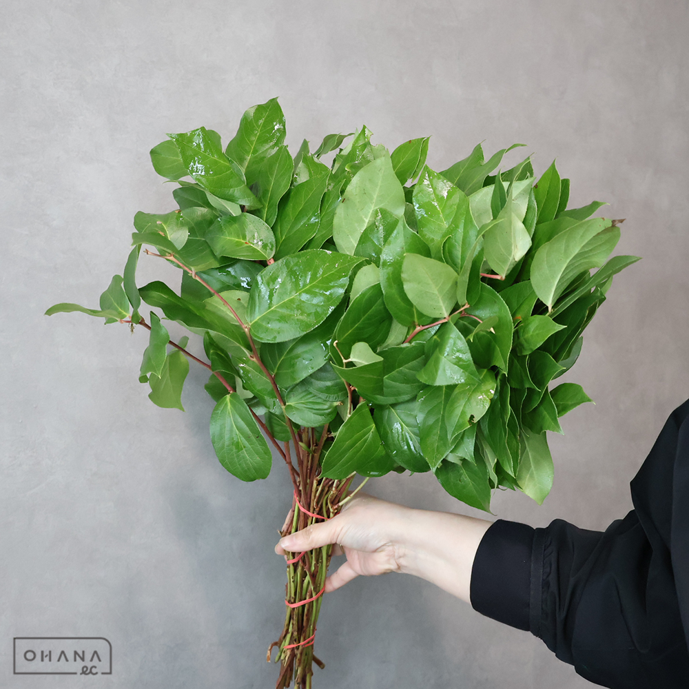 レモンリーフ　チップス　 