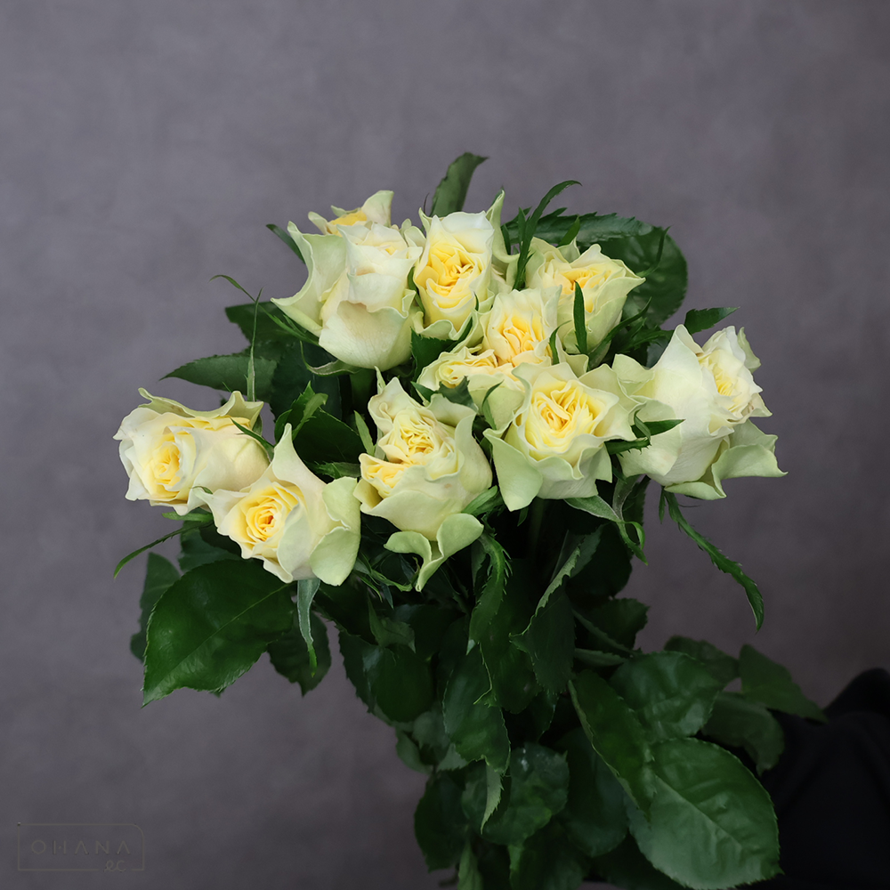 バラ　レモンフォセット 秀 50cm