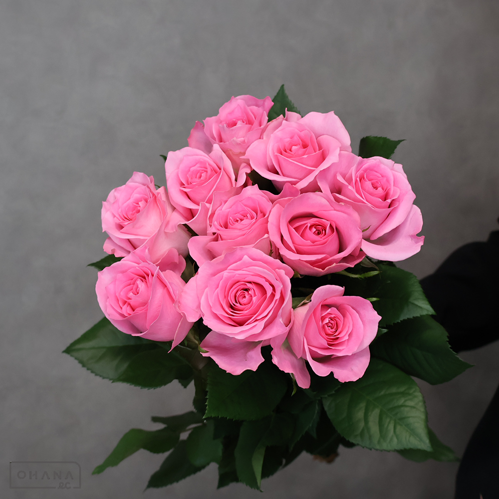 バラピンク　ブロッサムピンク　秀 45cm※キズあり