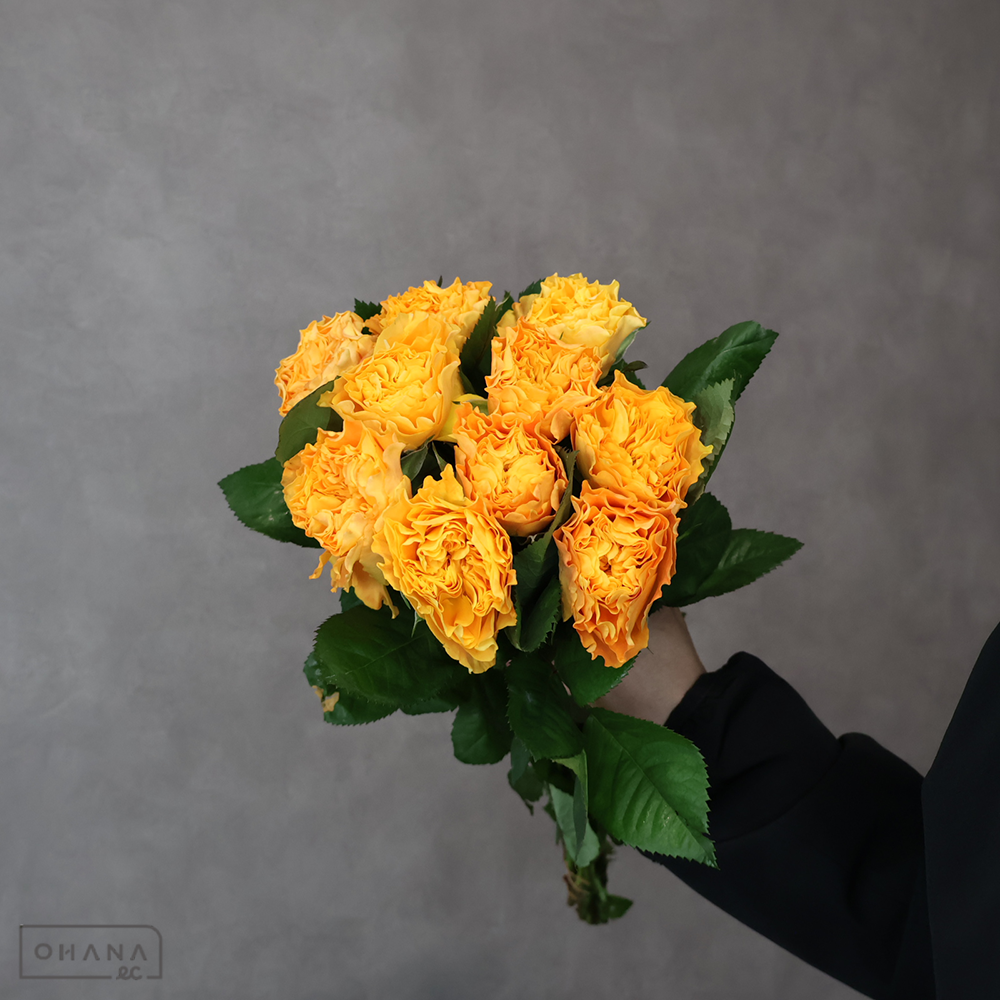 【SALE】バラオレンジ　マンゴーリーバー　 40-35㎝　※クレーム対象外