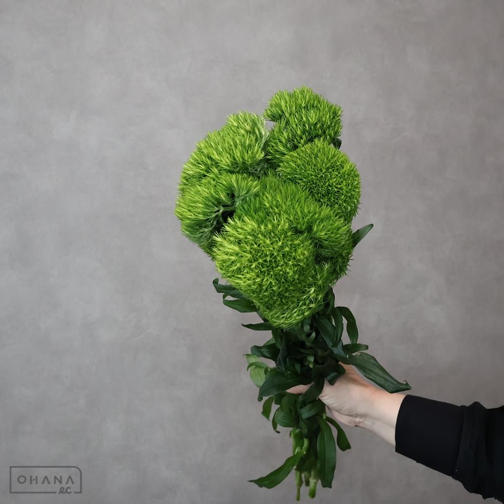 ナデシコ テマリソウ グリーンボール　 55cm