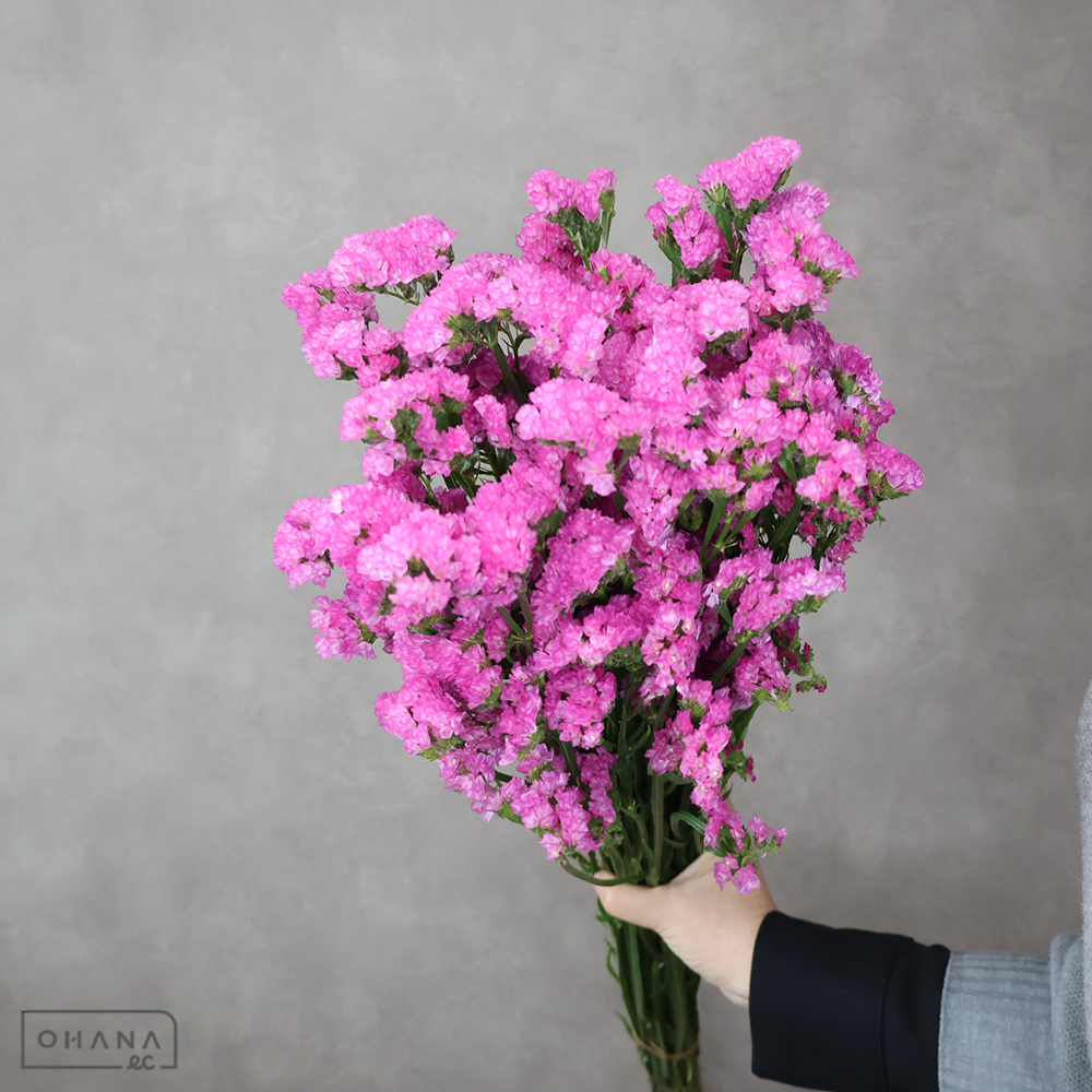 スターチス　ＵＴピンク　２Ｌ 