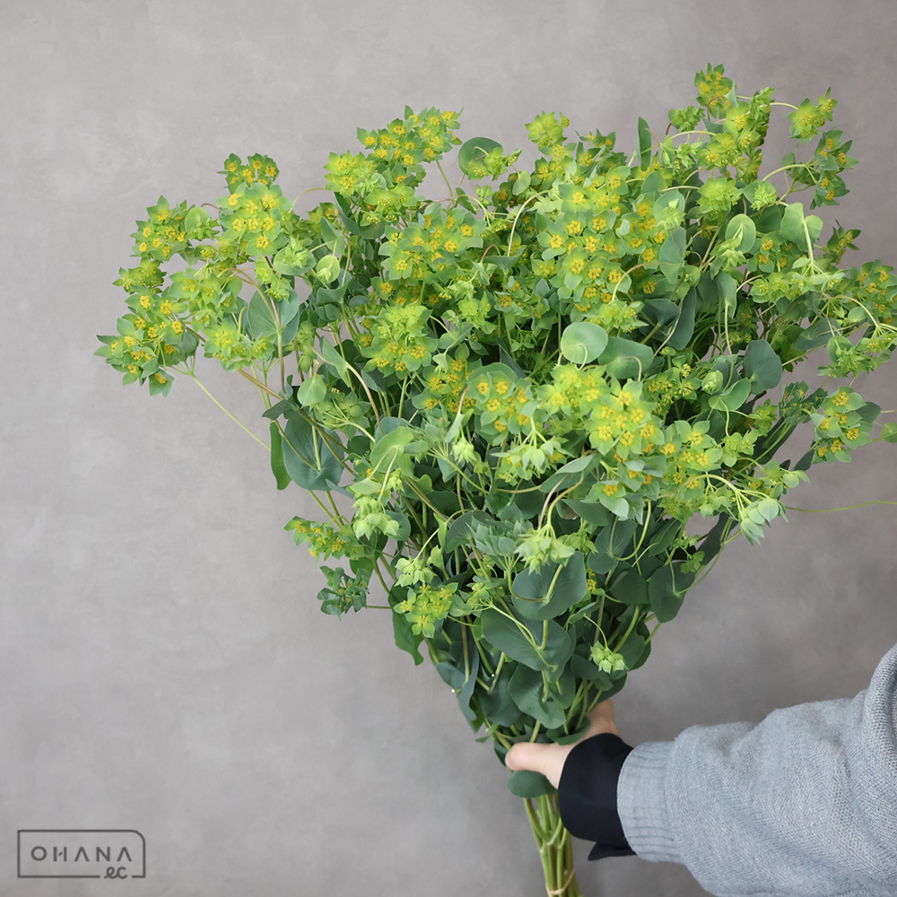 ブプレリューム　クリフィティ　 70cm