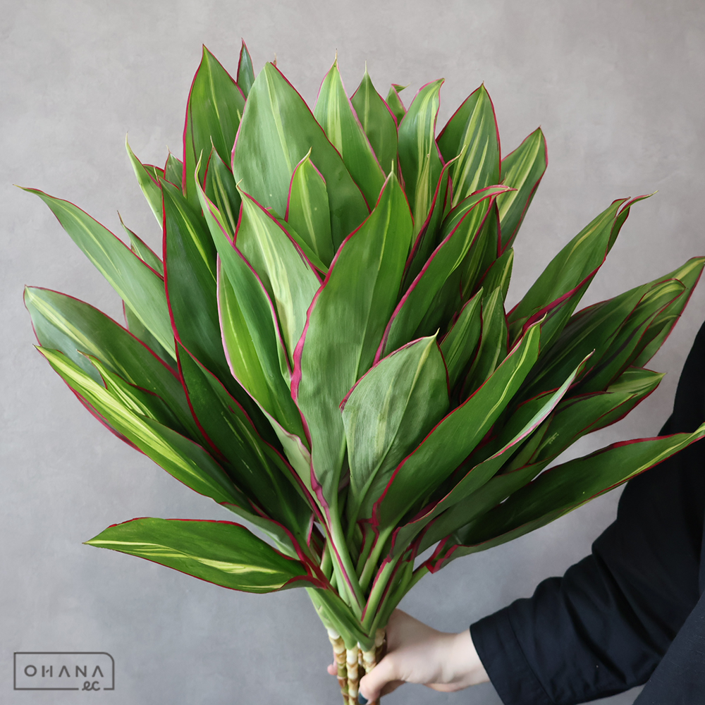 ドラセナ　ニュードリ－ミ－ 青　Ａ Ｌ 