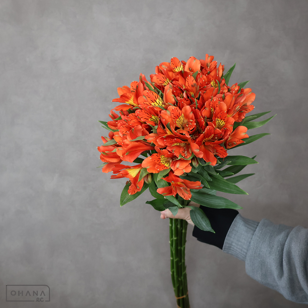 アルストロメーリア　パーティ Ａ Ｌ 80cm