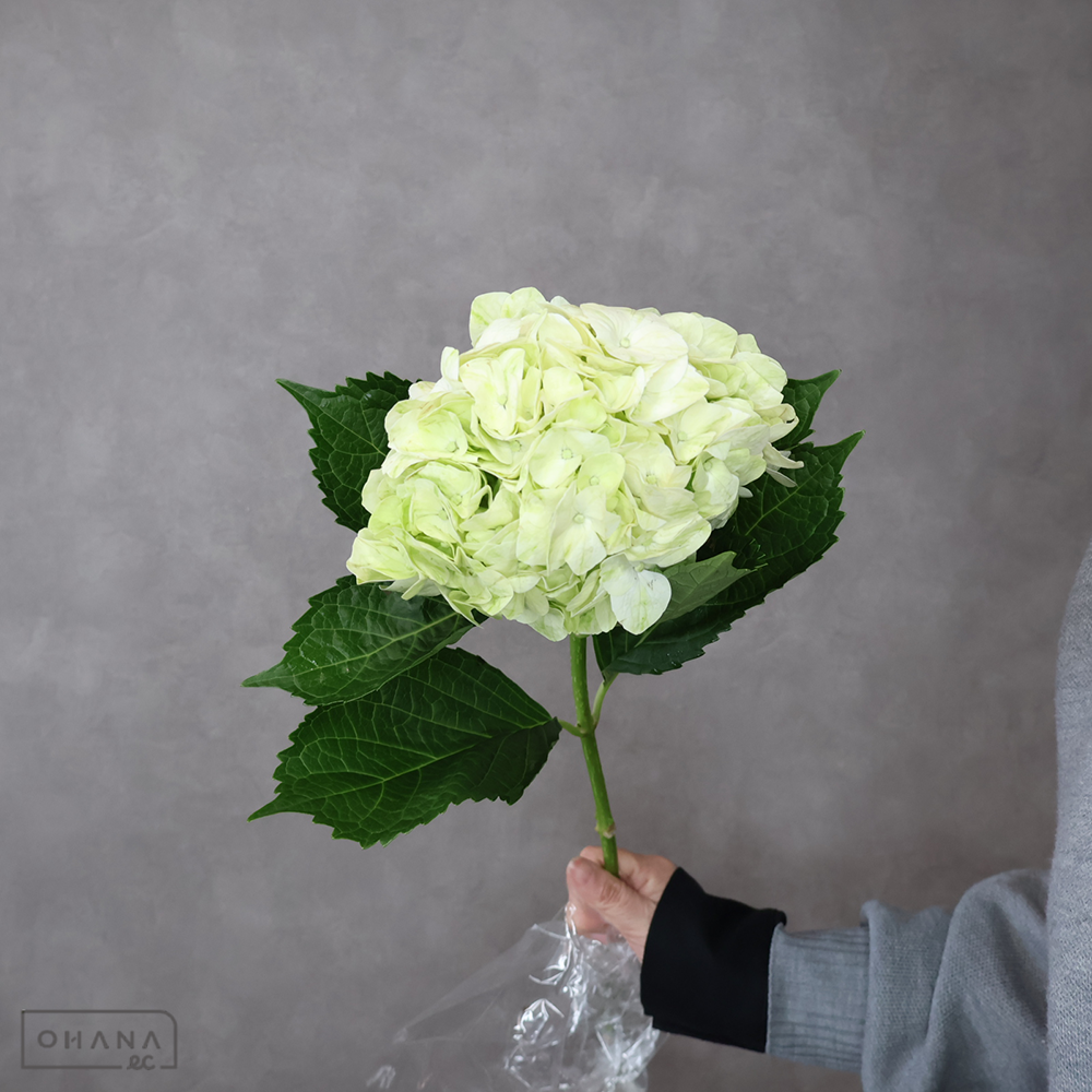 アジサイ　モヒート　60cm 花径16-17cm　