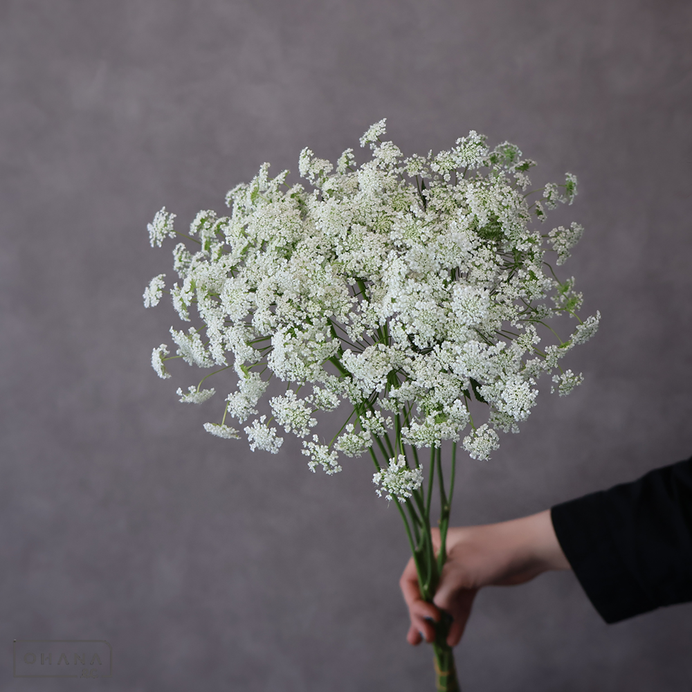 ホワイトレースフラワー 75cm | お花の仕入れならOHANAec