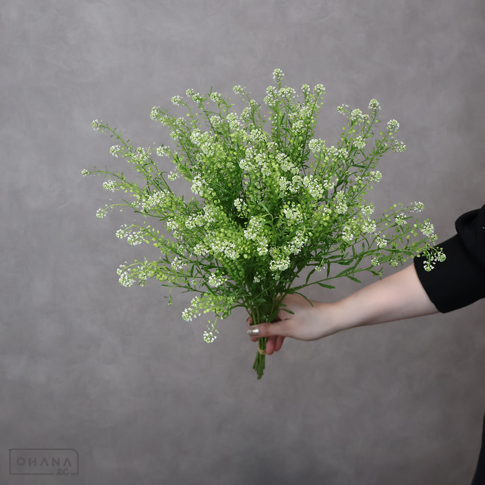 タラスピ　グンバイナズナ　50cm 