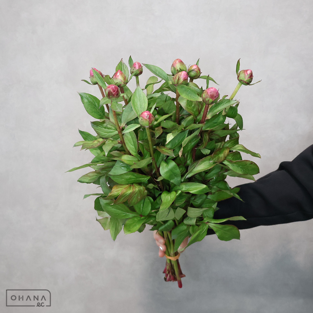 シャクヤク　華燭の典　50cm 