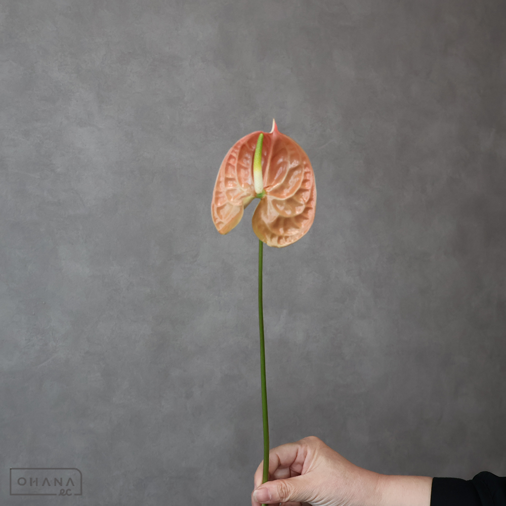 アンス　テラ　Ｓ 