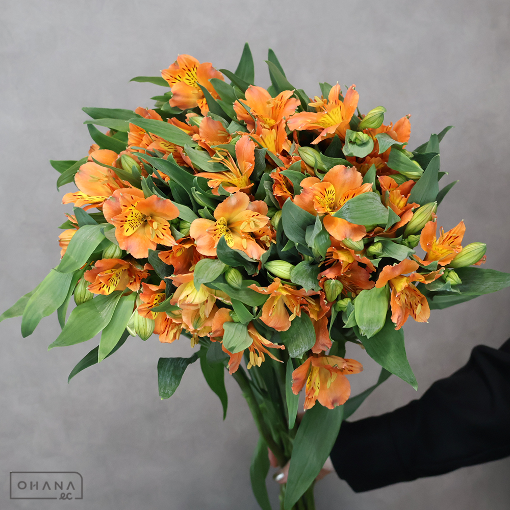 アルストロメリア　オーロラ　85cm  ■発送時は75cm以下にカット