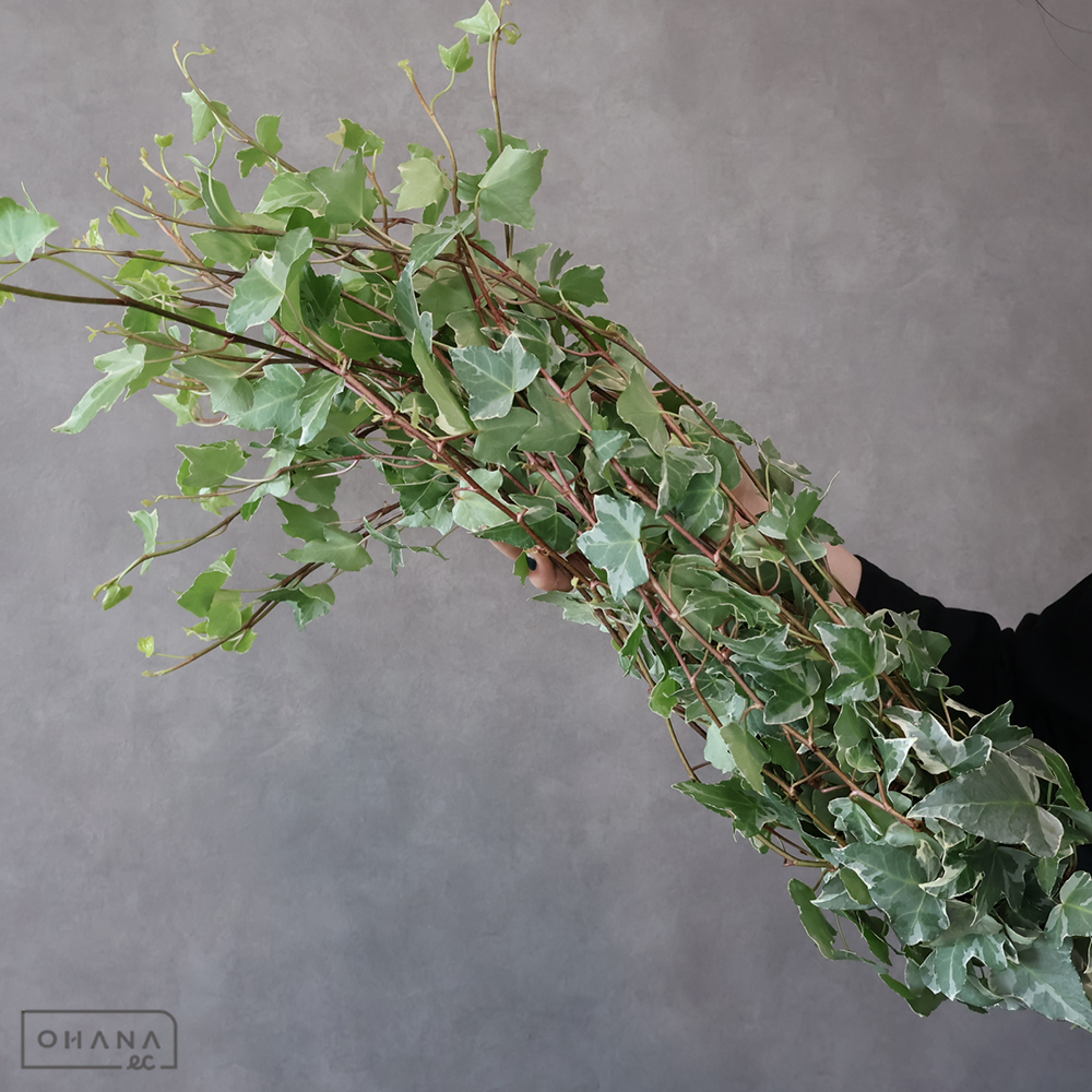 アイビー　グレーシャー　 60cm小