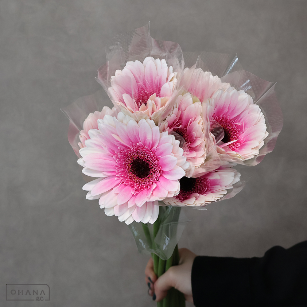 ガーベラ　リザンドラ　１級 (大輪）