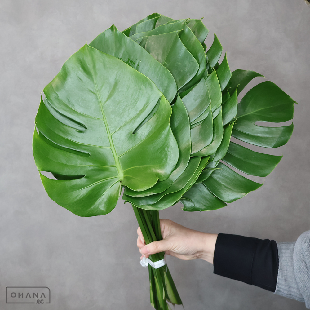 【SALE】モンステラ　　　Ｓ 15㎝　※クレーム対象外