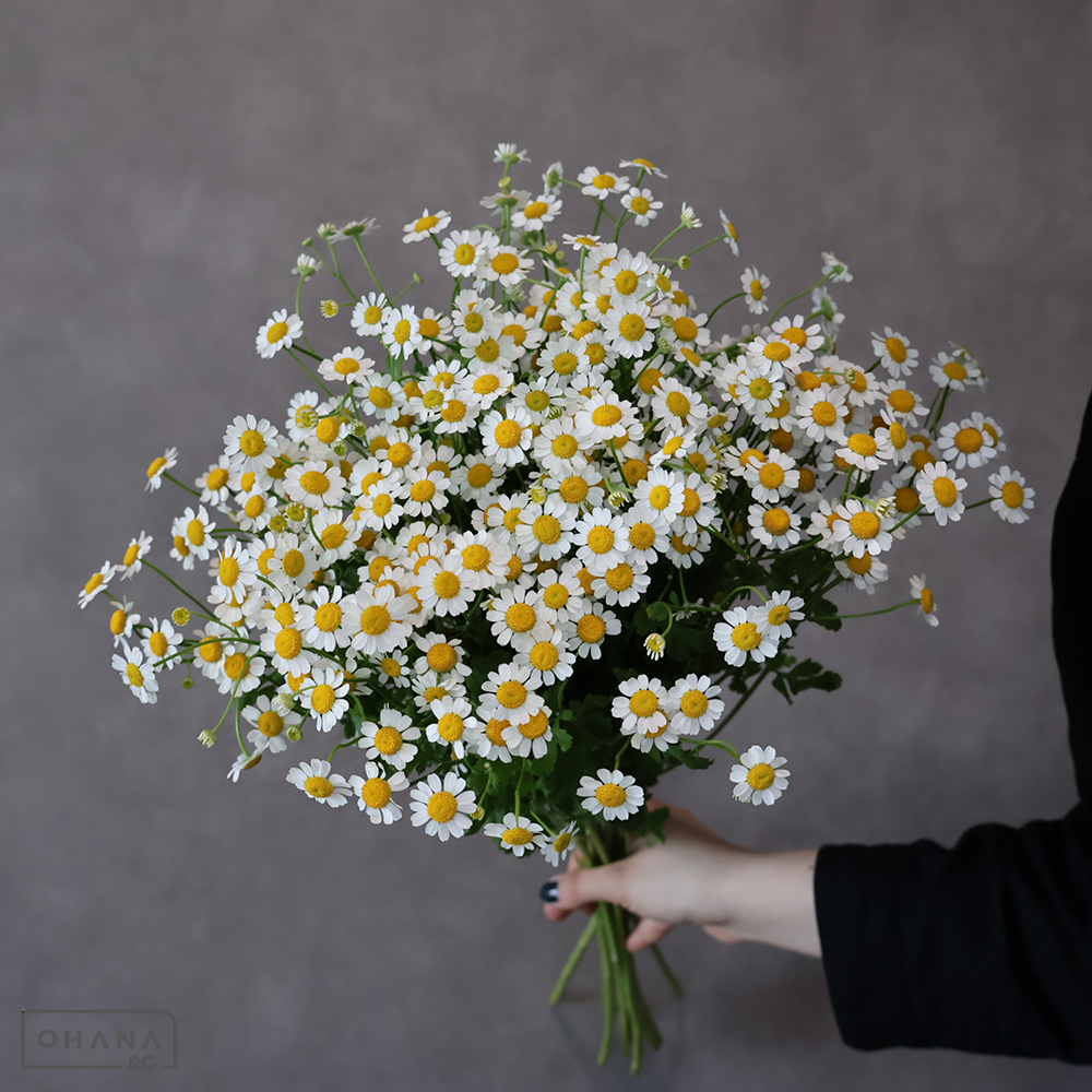 マトリカリア　カミール ※ボリュームあり！　秀 70cm