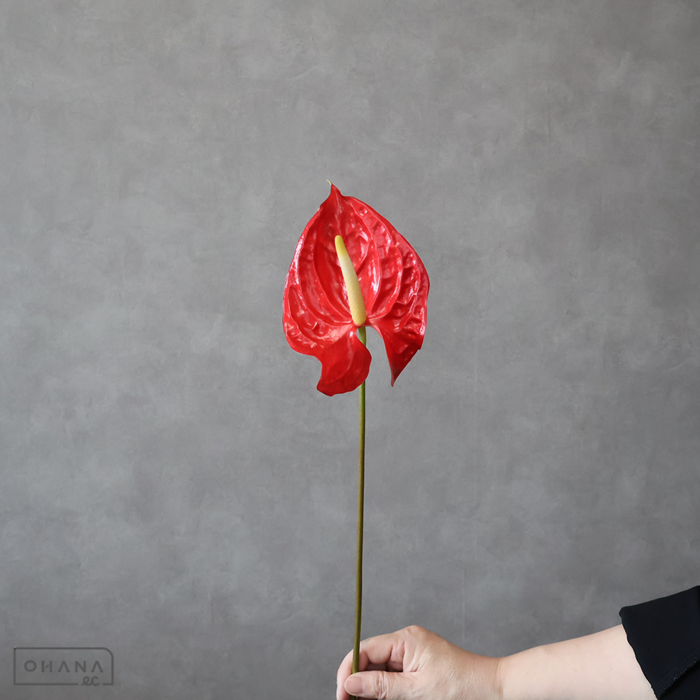 アンスリューム赤　トロピカル　L 