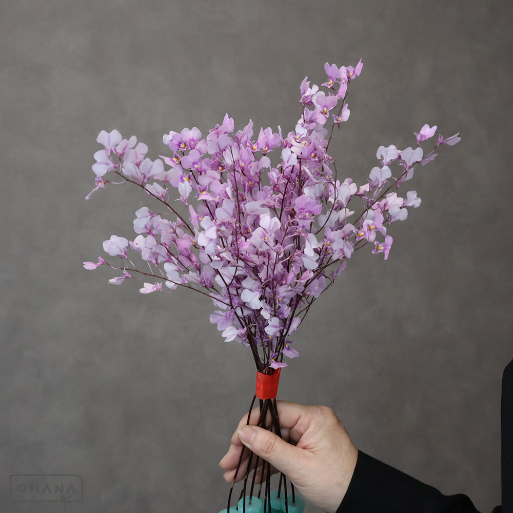 【SALE】オンシジューム　ヴォランドピンク　4L 70cm 　※クレーム対象外