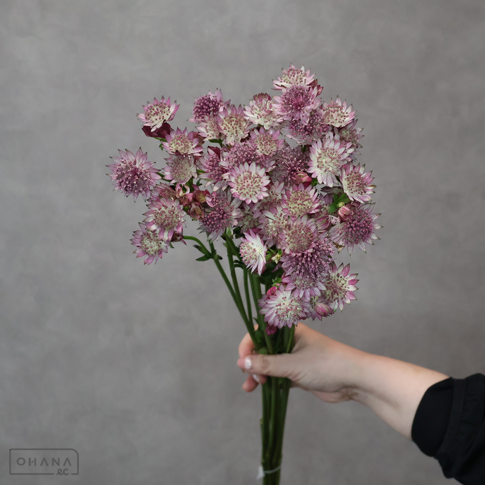 アストランティア　ローマ　 60cm 