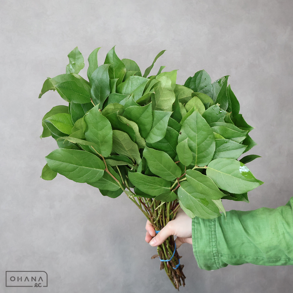 レモンリーフ　チップス　 