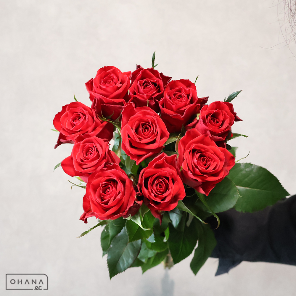 バラ赤　ブリランテ　50cm 