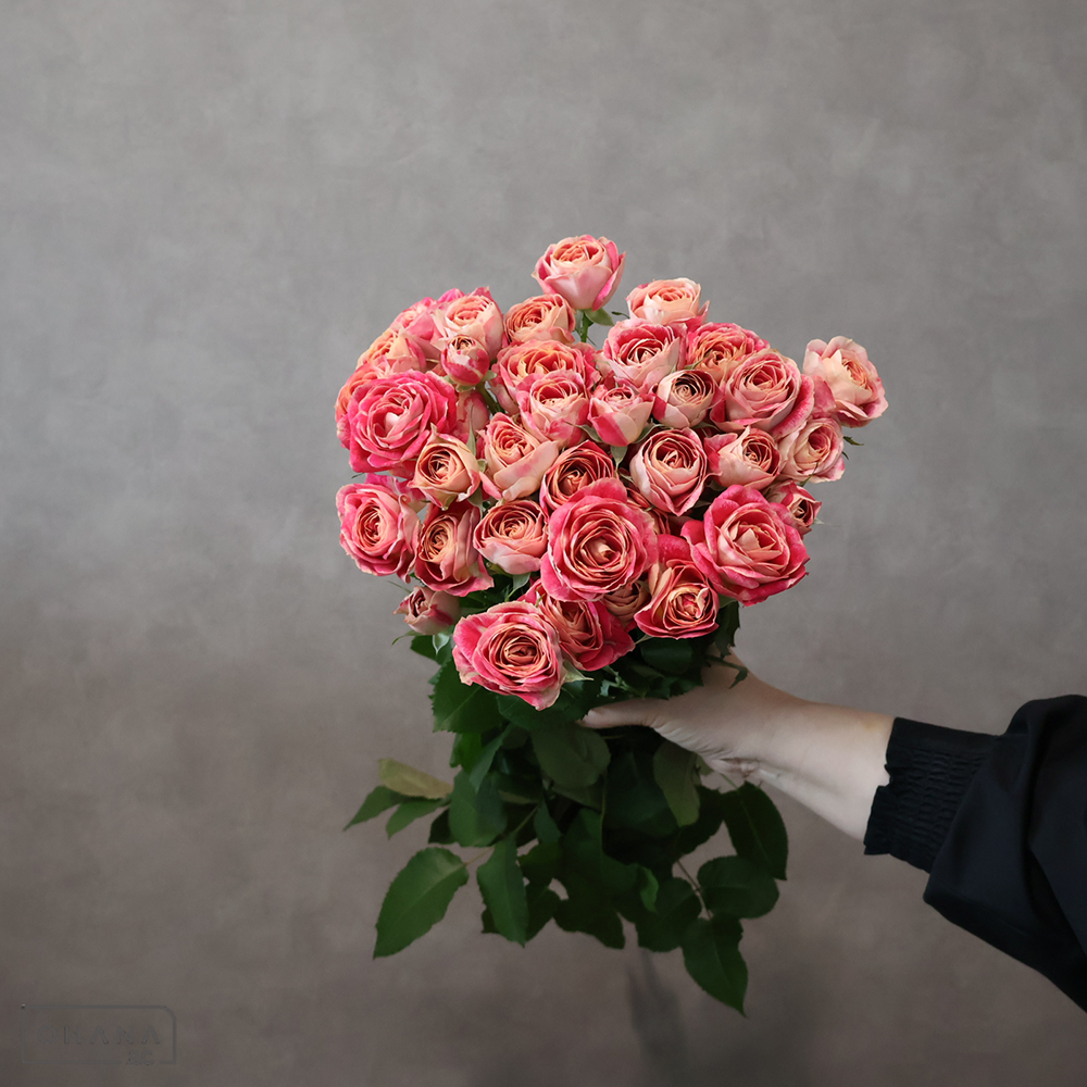 ＳＰバラ複色　チアフル　70-50 