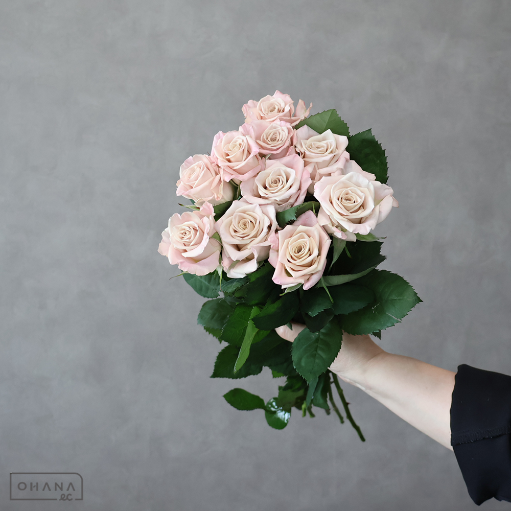 バラ　デューン　 50cm
