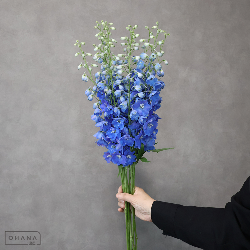 デルフィジャイアント青　ラメールブルー　秀 70cm 