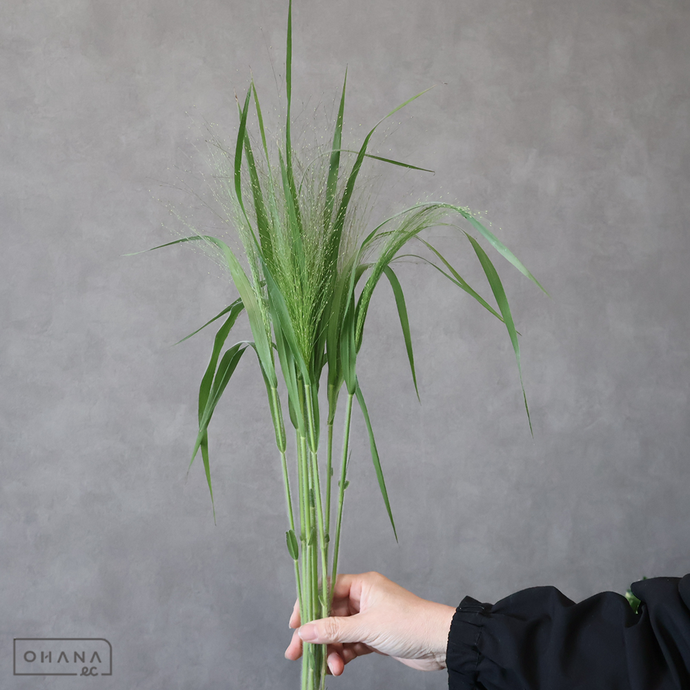 スモークグラス　秀 40cm 