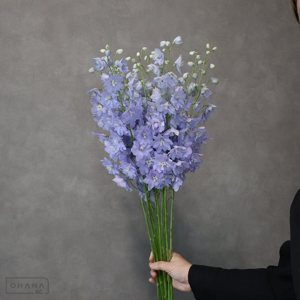 デルフィジャイアント紫　セリーネラベンダー ※8本束　優 70cm 曲り 