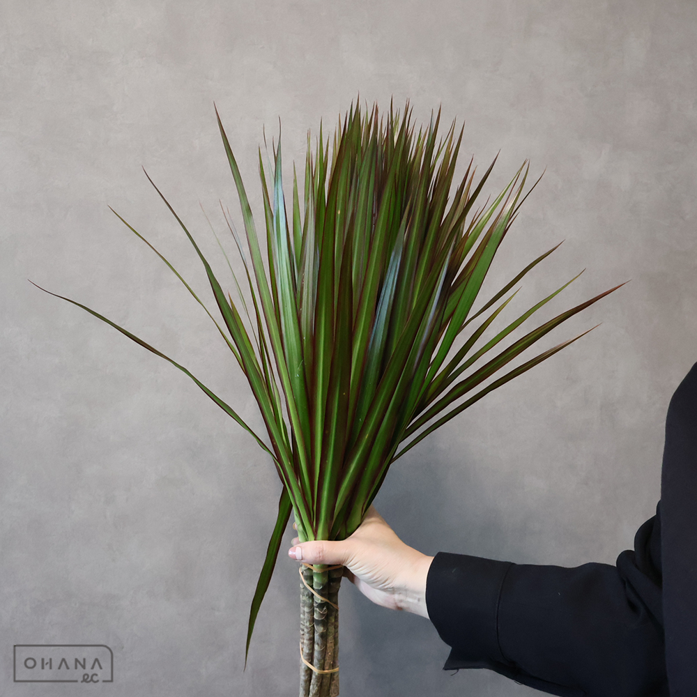 ドラセナ　レインボー　 