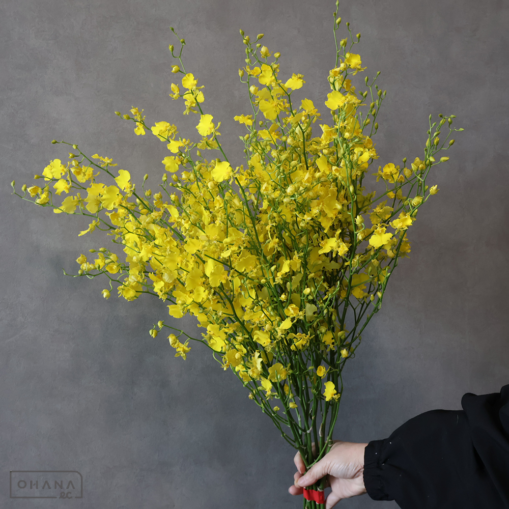 オンシジユーム　ハニーエンジェル　 ２Ｌ 70cm