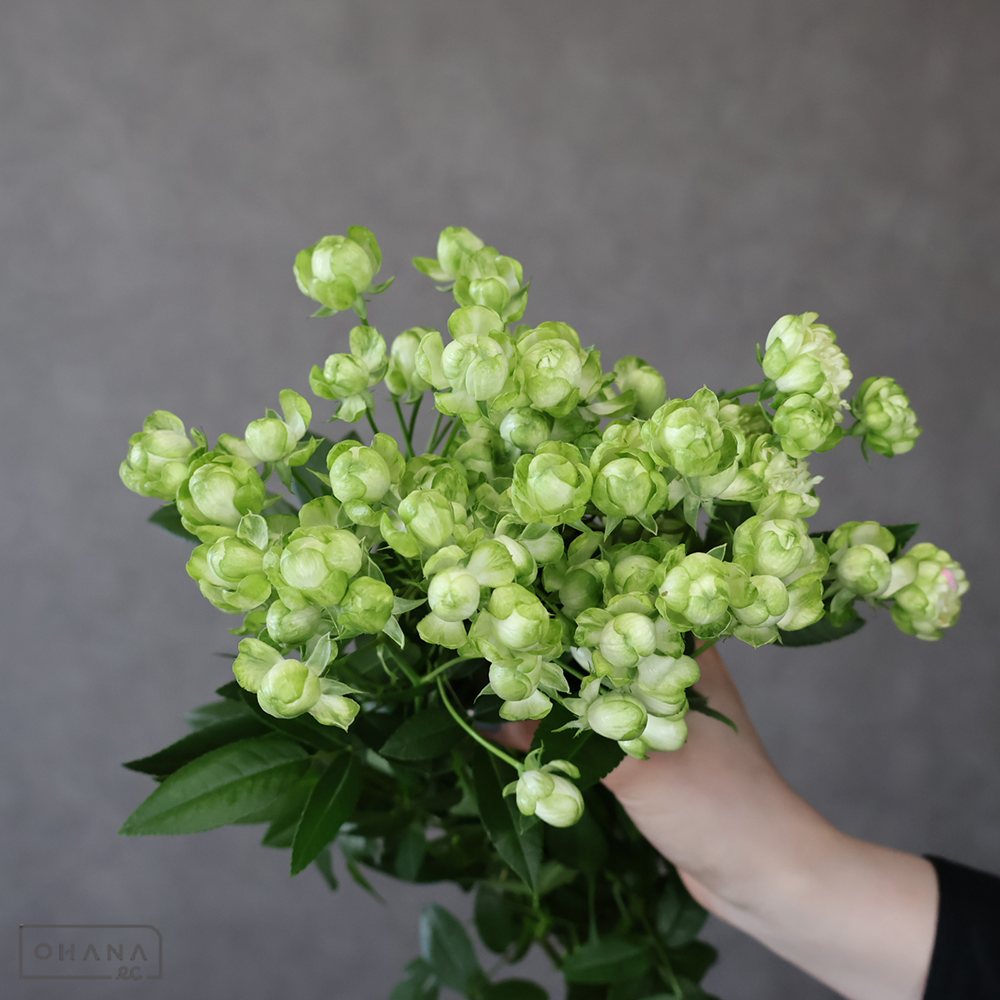 Ｓバラ　エクレール　秀 45-40cm