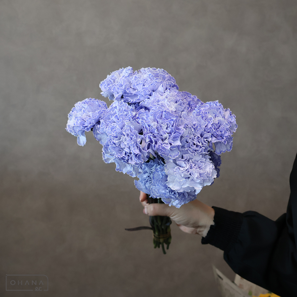 【SALE】カーネーション　オトナラベンダー染　 70cm　※クレーム対象外