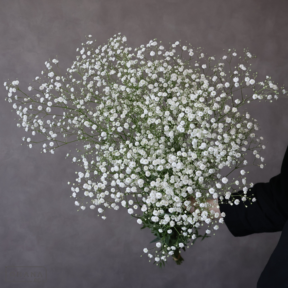 カスミソウ　アルタイル　秀 80cm