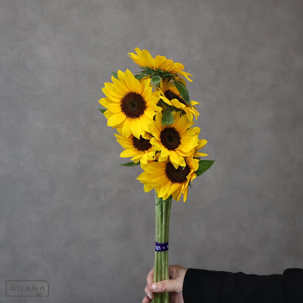 ヒマワリ　サンリッチオレンジ　 90cm