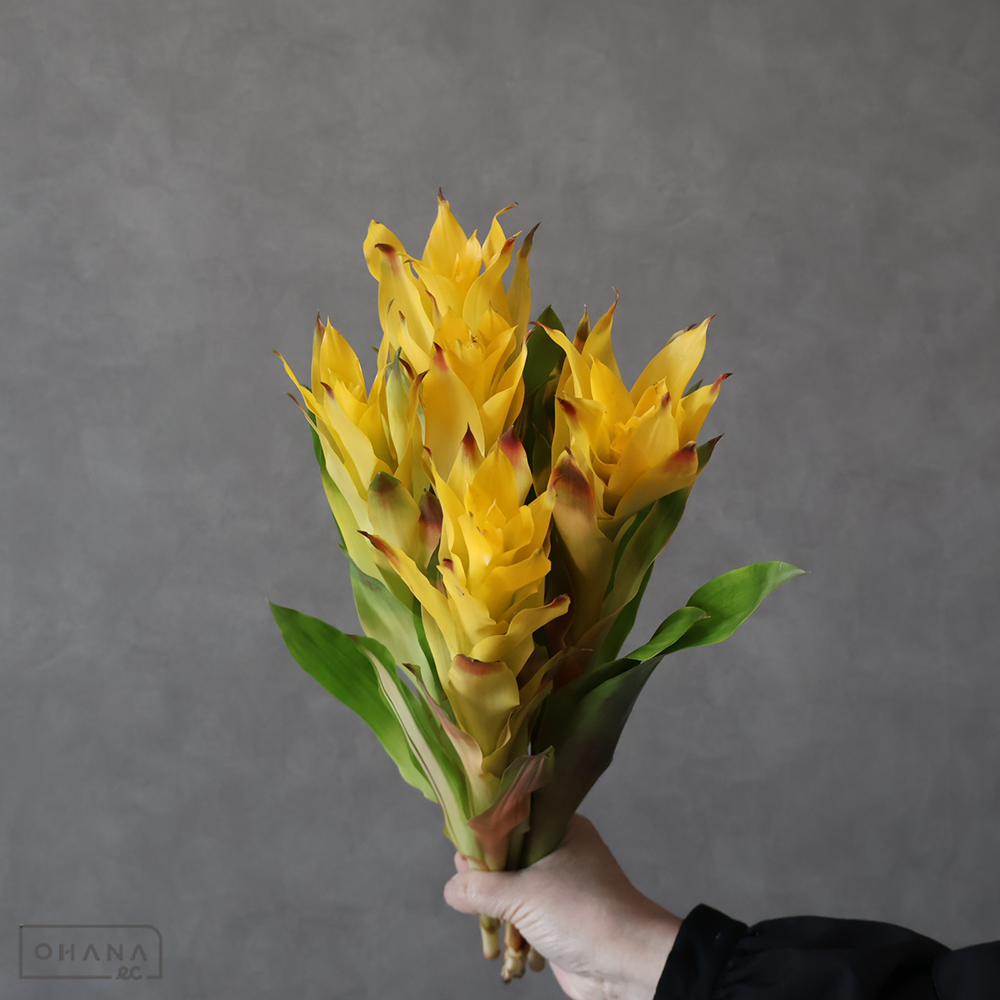 グズマニア　マルジャン　 40cm ※5本束