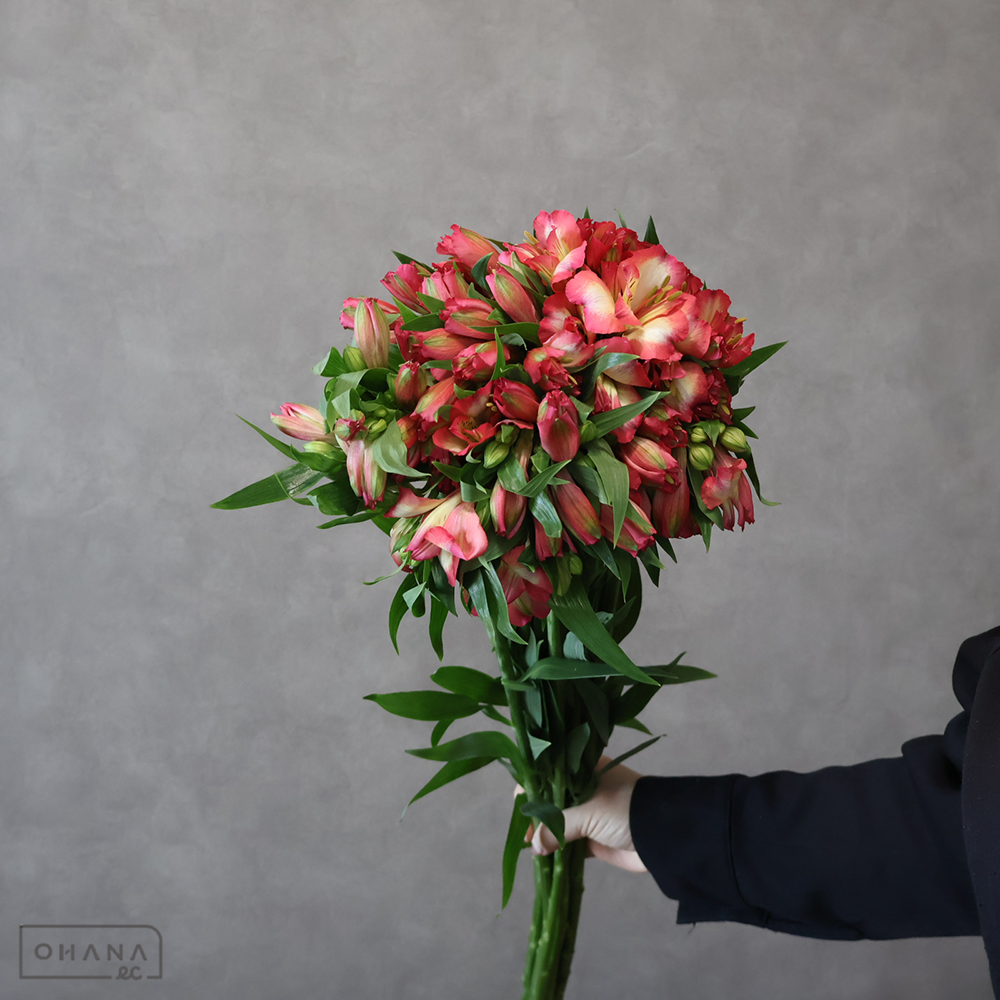 アルストロメリア　クロサワ　85cm ■発送時は75cm以下にカット