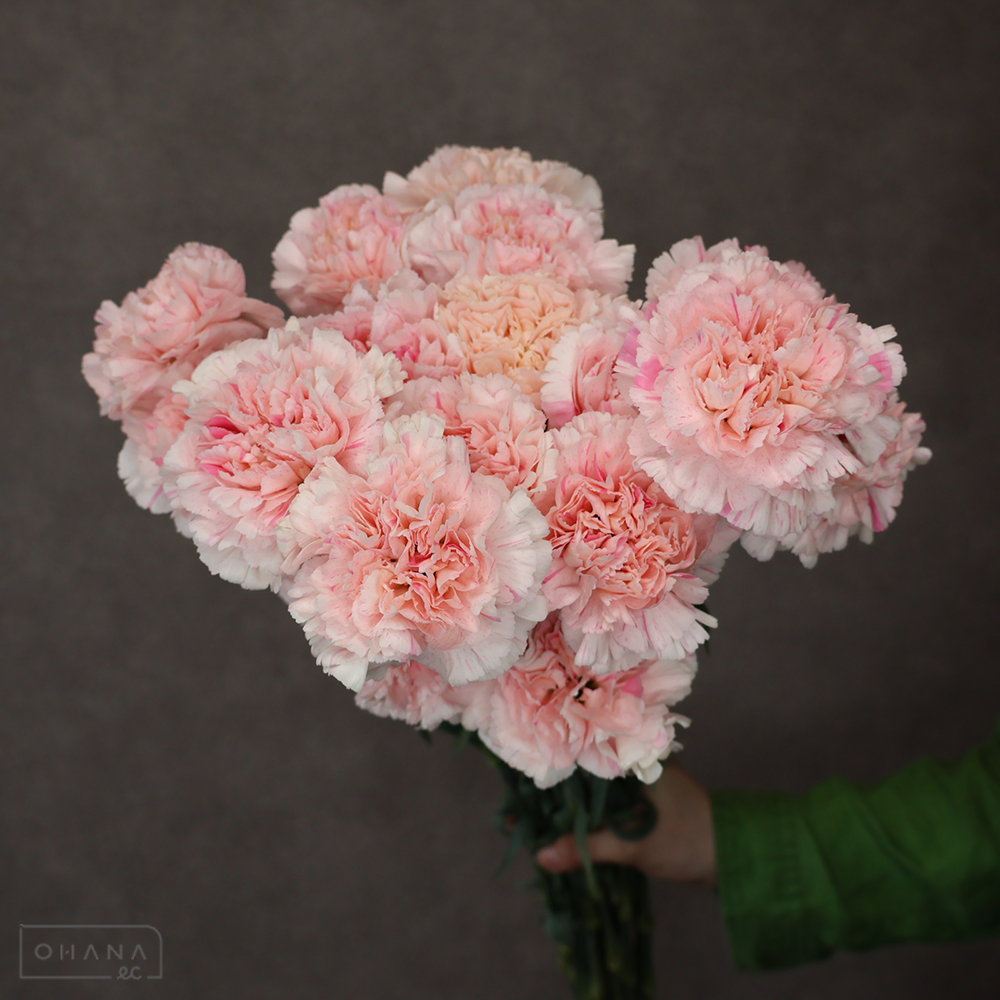 カーネ複色　サクラミナミ　 70cm 