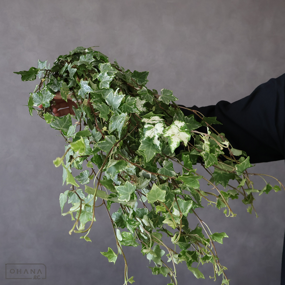 アイビー　ハーレキン　 60cm小 ※25本束