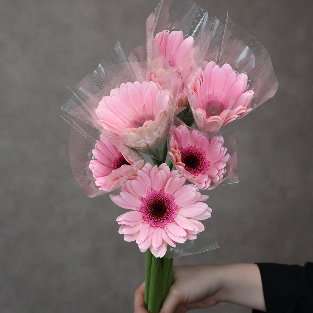 ガーベラ　マルケス 大輪　特級 (大輪）