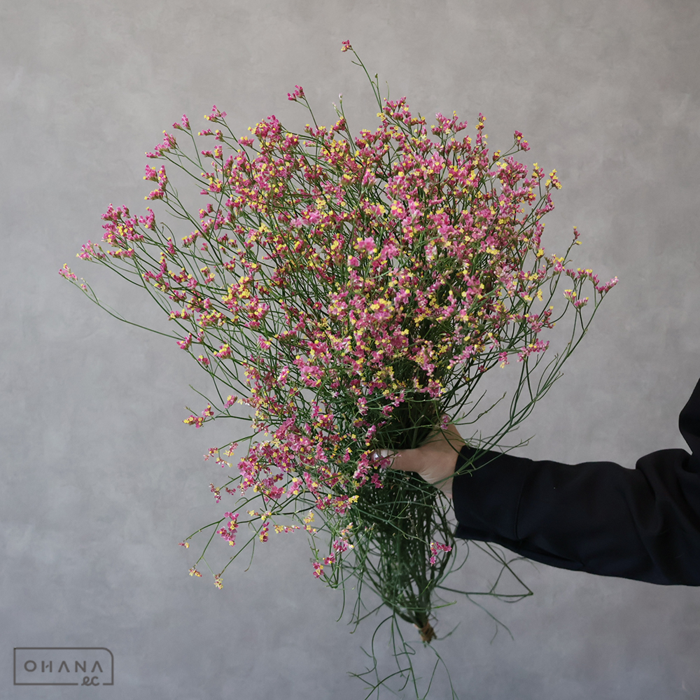 宿根スターチス　キノパッション　秀 80cm■発送時は75cm以下にカット