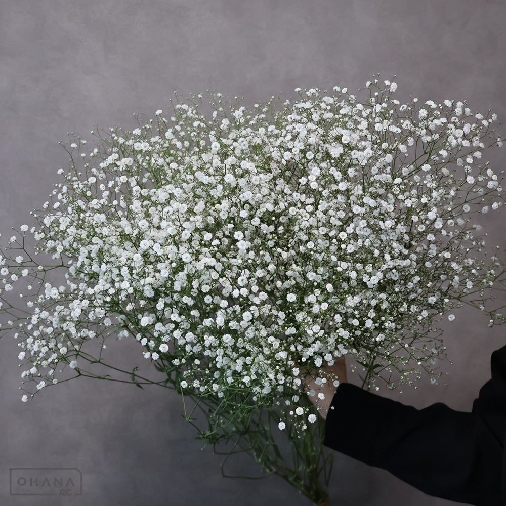 カスミソウ　アルタイル　優 75-70cm