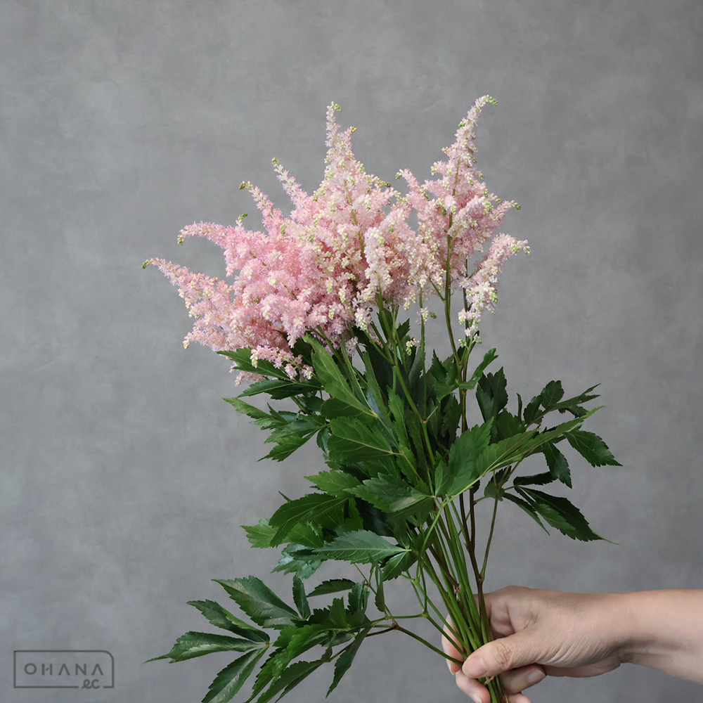 アスチルベピンク　アメリカ　秀 50cm 