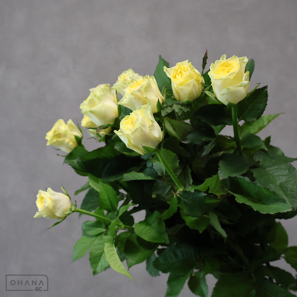 バラ黄　イリオス　秀 40cm 