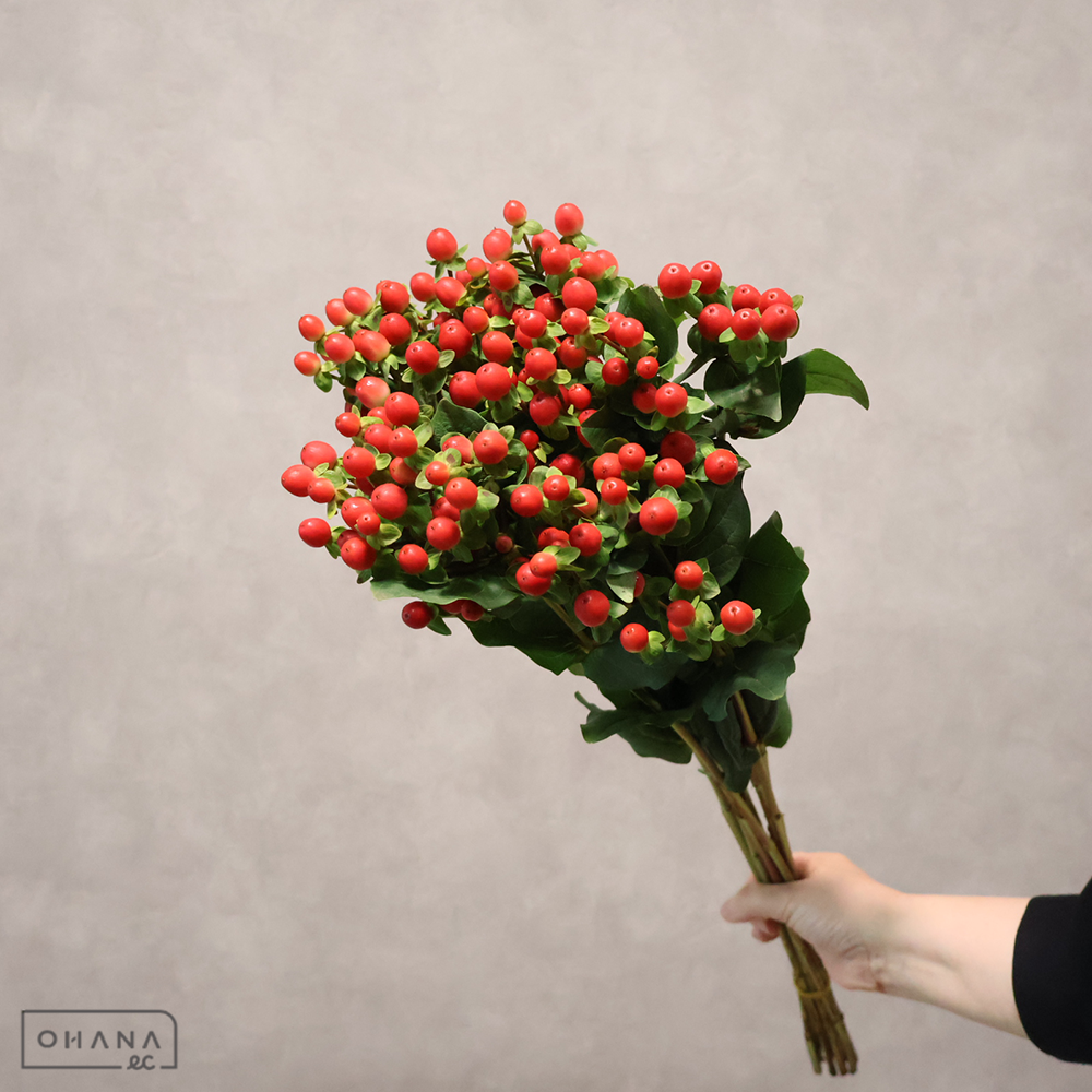 ヒペリカム　トマトフレアー　60cm 