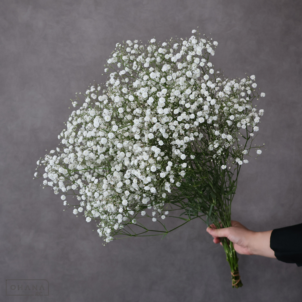 カスミソウ　グランタスティック　秀 80cm 