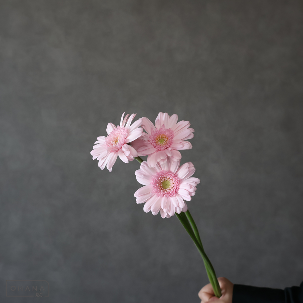 ガーベラ　ブライダルキムシー ※20本束　M  ※少々キズあり