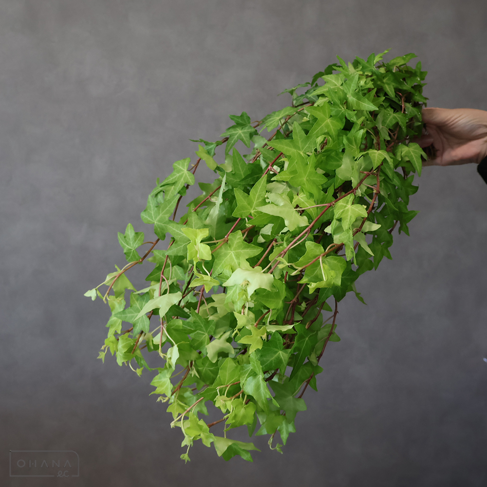 【SALE】アイビー　スターンテイラー　小 60cm 　※クレーム対象外