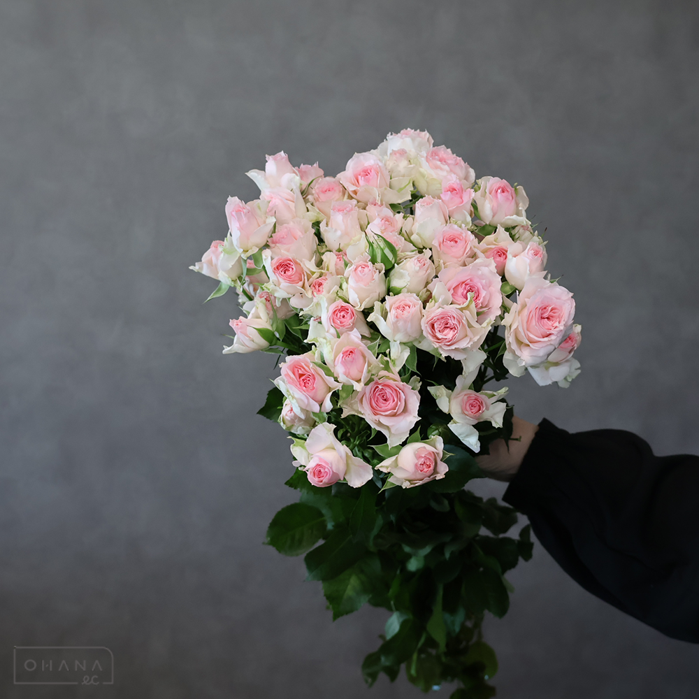 ＳＰバラピンク　ファンシーローラ　秀 60cm 