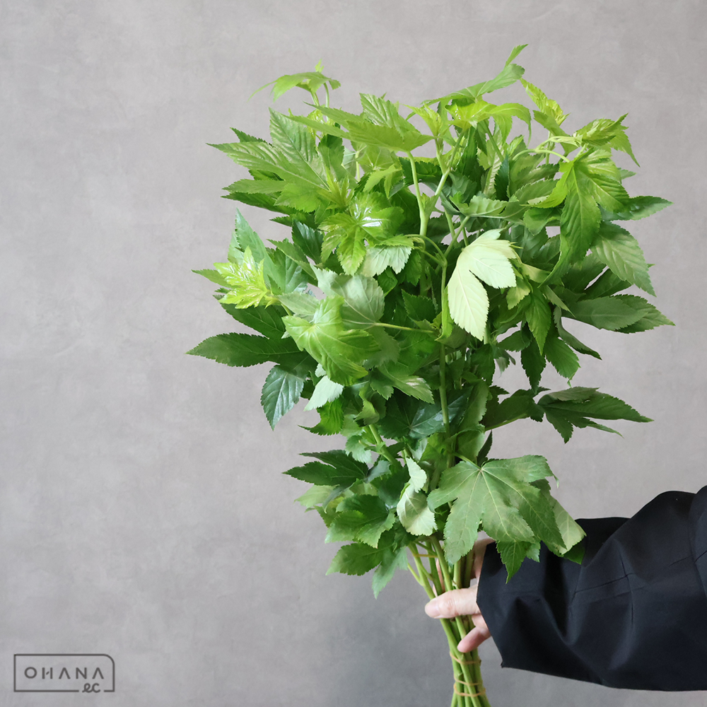 キイチゴ　ベビーハンズ　優 50cm